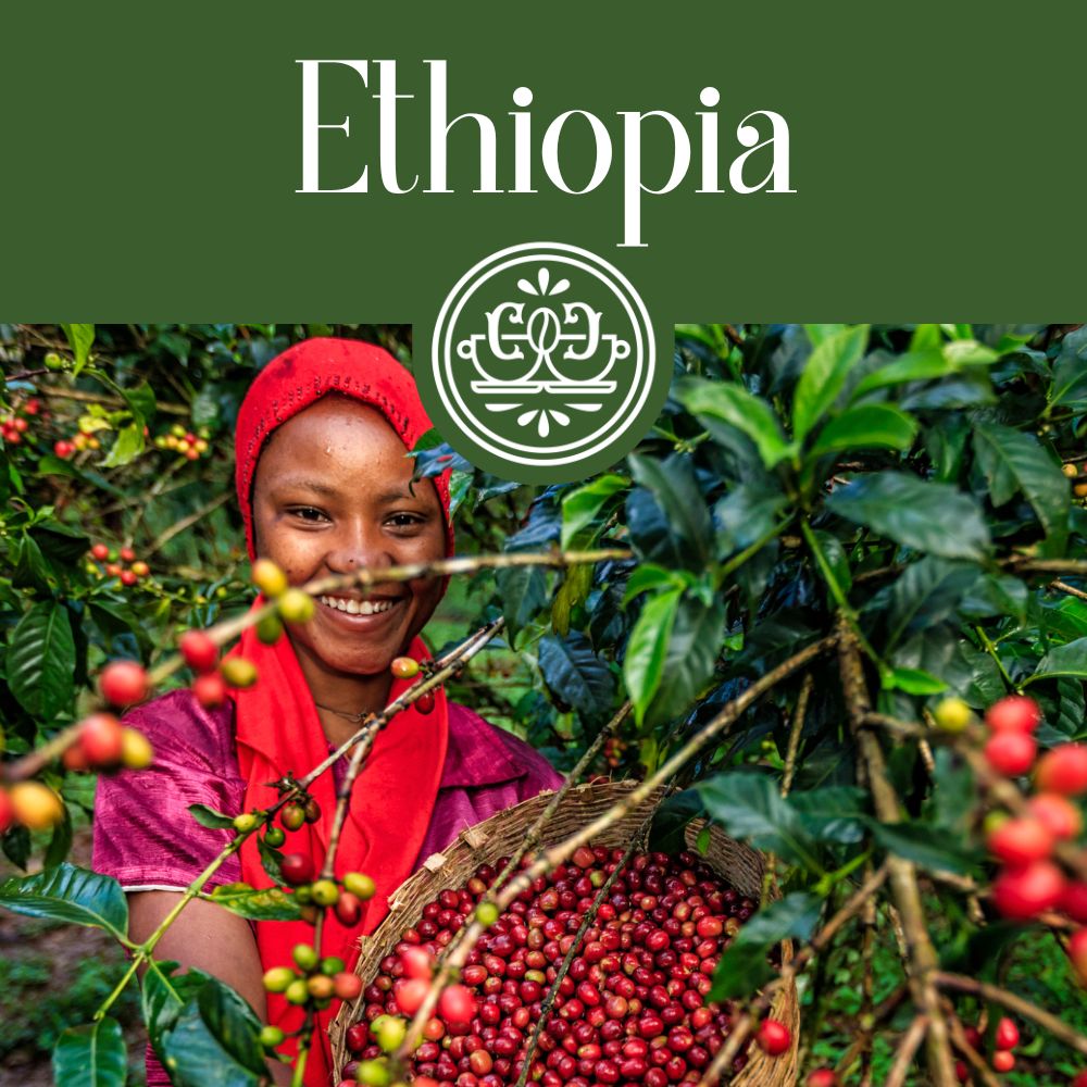 Ethiopia Natural Coffee (Medium-Light) Roast