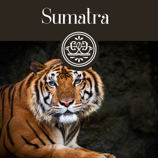 Fairtrade Sumatra (Medium-Dark Roast)